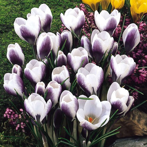 Botanische crocus chrysanthus - botanische,